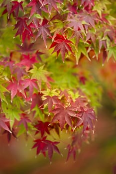 Maple tree, Acer palmatum,  with red leaves in Autumn