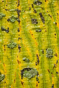 Chinese parasol tree. Firmiana simplex, trunk detail