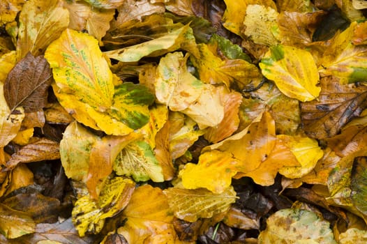 Yellow and brown fallen wet leaves in Autumn