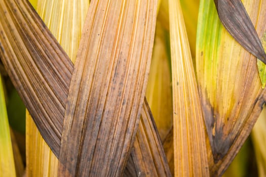 Leaves of orchid Bletilla striata in Autumn