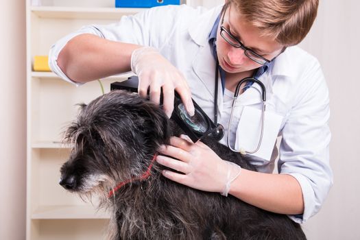 Vet examines the dog's hair and looking for parasites - office shoot
