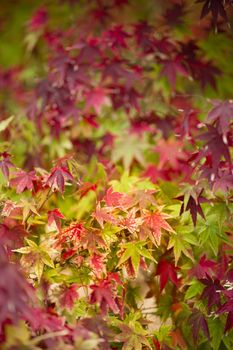 Maple tree, Acer palmatum,  with red leaves in Autumn