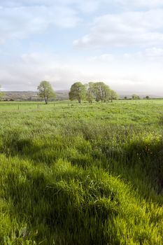 green lush farmland fields and countryside of county Kerry Ireland