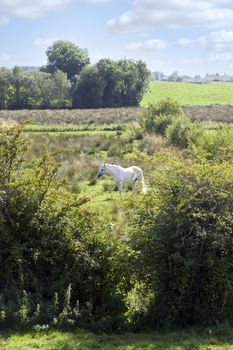 lone horse feeding within the beautiful county Longford countryside Ireland