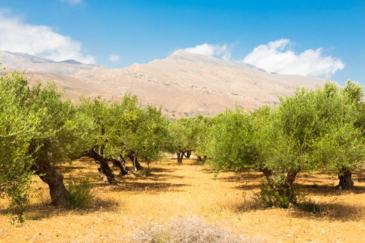Olive grove on a hot summer day on Crete island, Greece.
