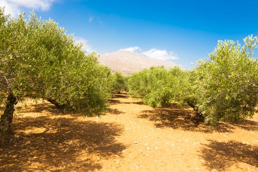 Olive grove on a hot summer day on Crete island, Greece.