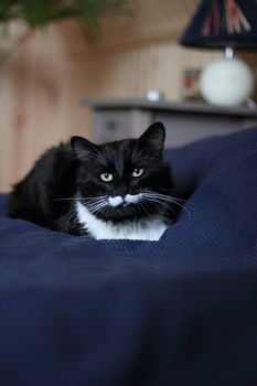 black and white cat with plush mustache and expressive eyes