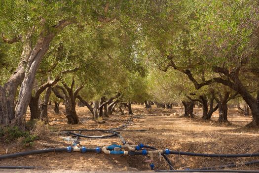 Irrigated olive grove on a hot summer day on Crete island, Greece.