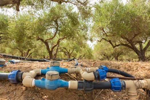 Irrigated olive grove on a hot summer day on Crete island, Greece.