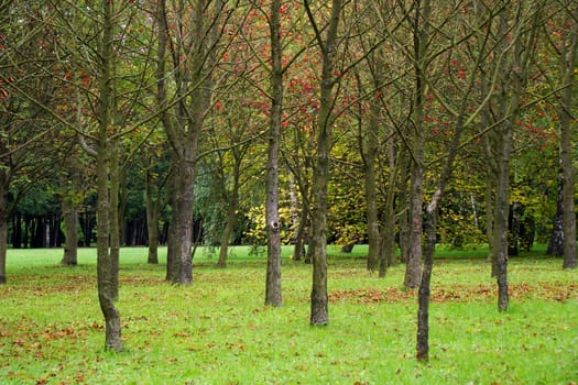 Autumn trees in park, mountain ash in Poland                              