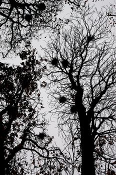 Branches, Leafs and Nests on Autumn Trees Against Cloudy Skies Bottom Up View