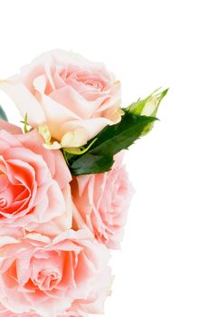 Beauty Cream Pink Roses with Leafs and Bud isolated on white background. Vertical View