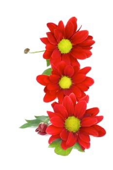 Three Red Daisy Chrysanthemum (Chrysantheme) with Leafs and Buds In a Row isolated on white background