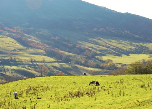 A peaceful rural image from the Troutbeck valley in the English Lake District.