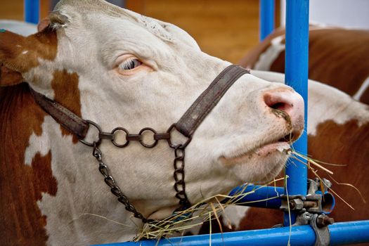 Simmental bull portrait in barn, animal farm