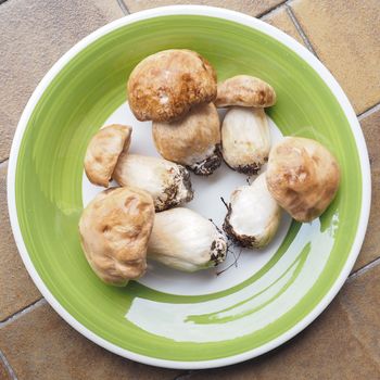 Boletus edulis aka penny bun or porcino mushroom or cep