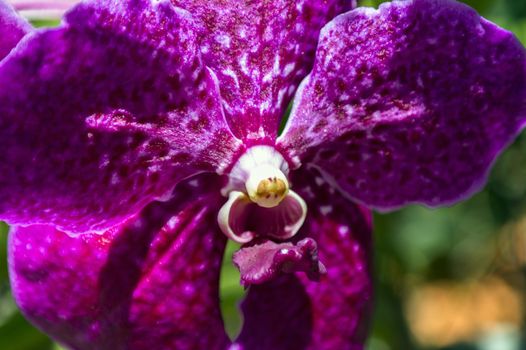 Heart of Orchid Flower in Garden, Pattaya. Chon Buri Province of Thailand.