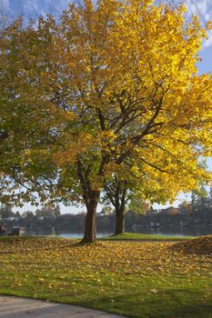 Trees in Autumn colors in Blue Lake Park Oregon.