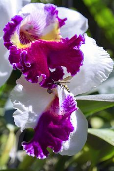 Bee on the Orchid Flower in Garden, Pattaya. Chon Buri Province of Thailand.