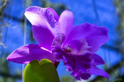 Pinkish Orchid Flower in Garden, Pattaya. Chon Buri Province of Thailand.
