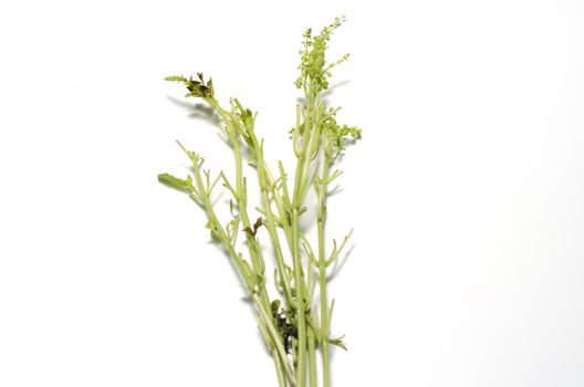 leaf stalk basil on a white background