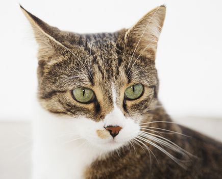 Cat portrait over white background, horizontal image
