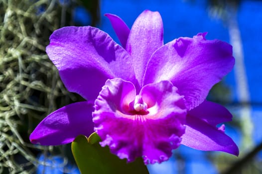 Pink Orchid Flower in Garden, Pattaya. Chon Buri Province of Thailand.