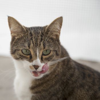 Green eyed cat licking his lips, square image