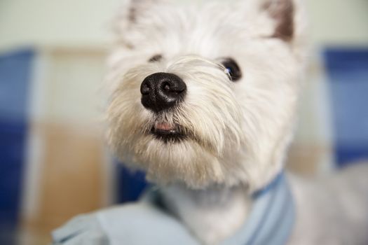 Big nosed west highlands terrier sniffing the air, focus on the nose