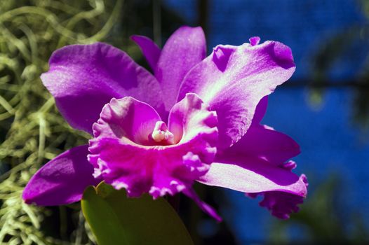 Rose Orchid Flower in Garden, Pattaya. Chon Buri Province of Thailand.