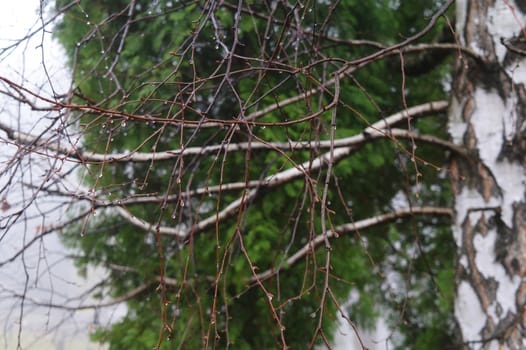 raindrops on a twigs