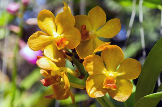 Yellow Orchids in Garden, Pattaya. Chon Buri Province of Thailand.