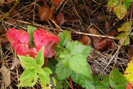 colorful leafs on a ground