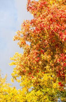 Autumn trees and leaves. Beautiful colors of Fall.