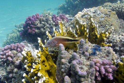 coral reef with hard and fire coral at the bottom of tropical sea 