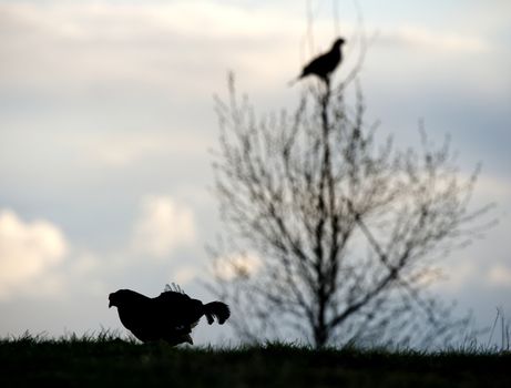 Silhouettes of lekking  black grouses  (Tetrao tetrix) against clouds morning sky