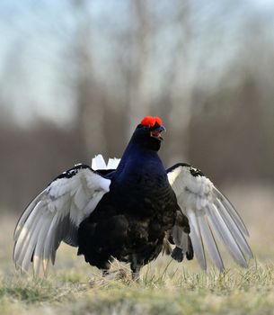 Portrait of a Gorgeous lekking black grouse (Tetrao tetrix). (Lyrurus tetrix) early in the morning 