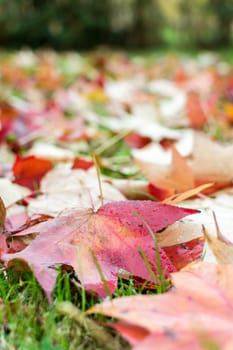 fallen leaves of a maple with some water drops