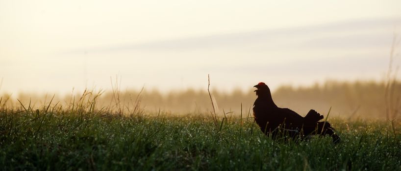 Portrait of a Gorgeous lekking black grouse (Tetrao tetrix). (Lyrurus tetrix) early in the morning 