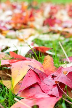 fallen leaves of a maple with some water drops