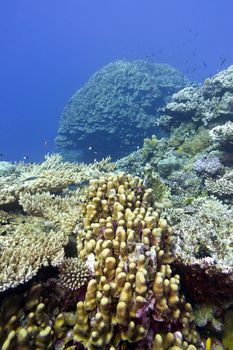 coral reef with great hard corals at the bottom of tropical sea