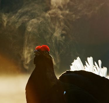 Portrait of a lekking black grouse (Tetrao tetrix) with steam breath. Sunrise Backlight.