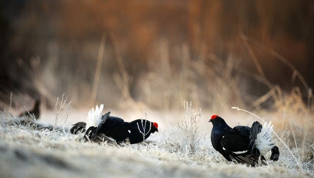 Lekking Black Grouses  ( Lyrurus tetrix). Early morning. Sunrise 