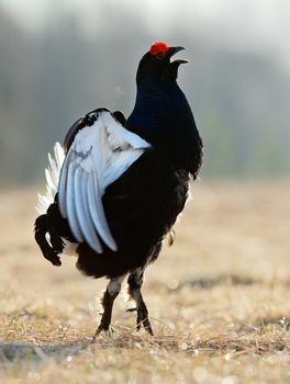 Portrait of a lekking black grouse (Tetrao tetrix) with steam breath. Sunrise Backlight.