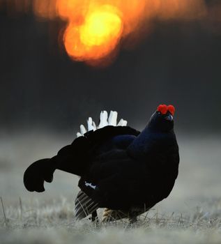 Lekking Black Grouse ( Lyrurus tetrix). Early morning. Sunrise 