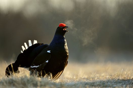 Lekking Black Grouse ( Lyrurus tetrix). Early morning. Sunrise 