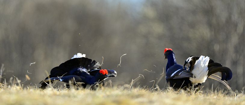 Lekking Black Grouse ( Lyrurus tetrix). Early morning. Sunrise 