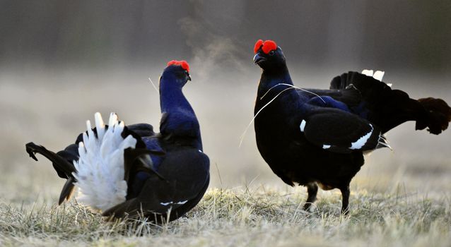 Lekking Black Grouse ( Lyrurus tetrix). Early morning. Sunrise 