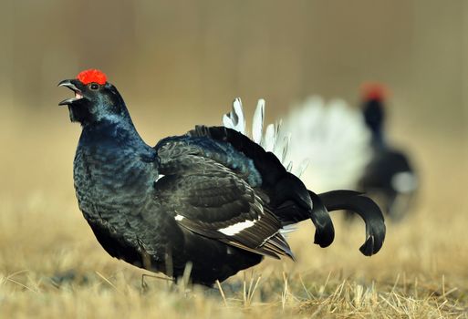 Lekking Black Grouse ( Lyrurus tetrix). Early morning. Sunrise 