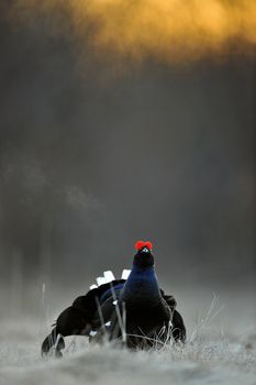 Lekking Black Grouse ( Lyrurus tetrix). Early morning. Sunrise 